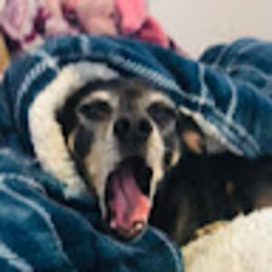 Meet your Posher, Hailey